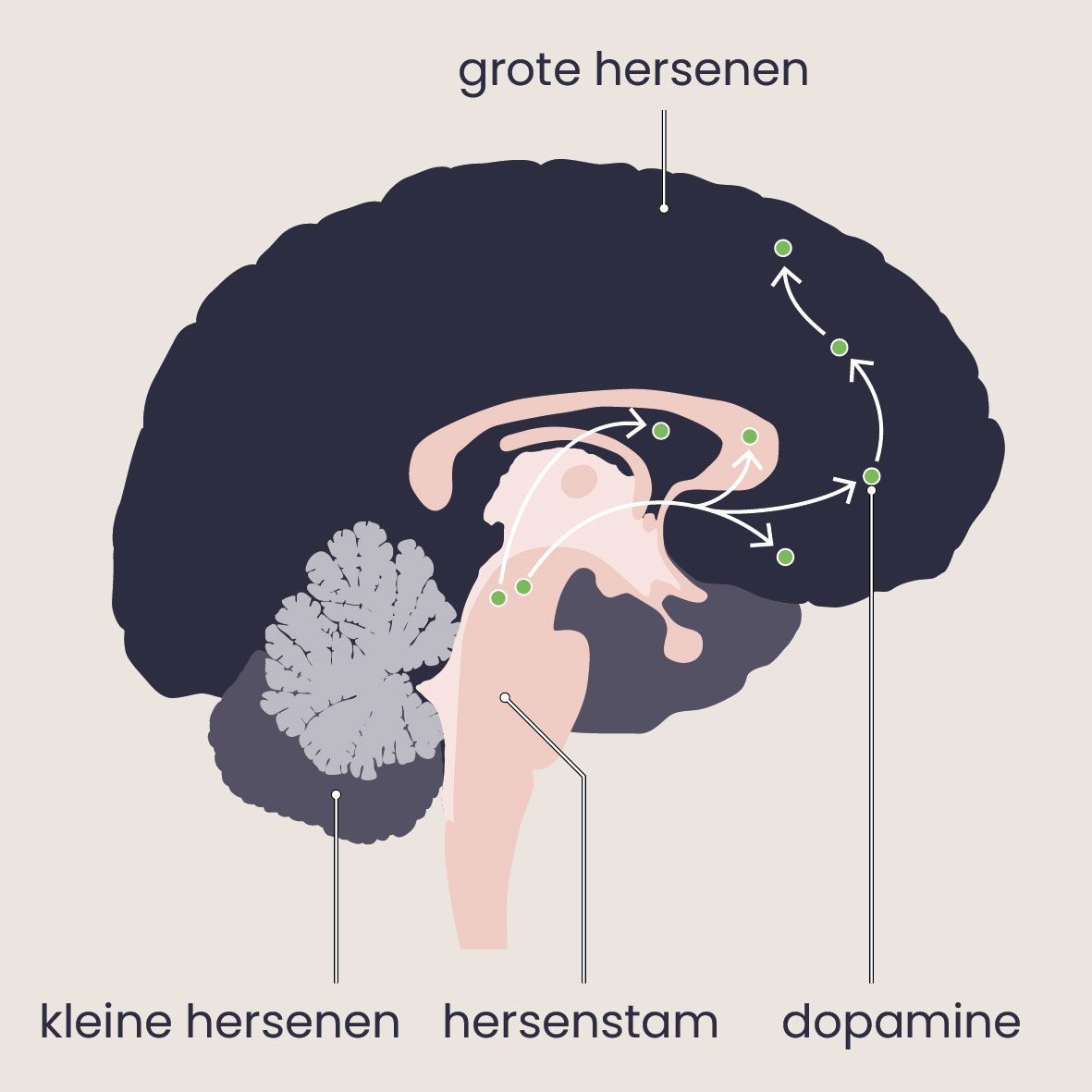 Dopamine