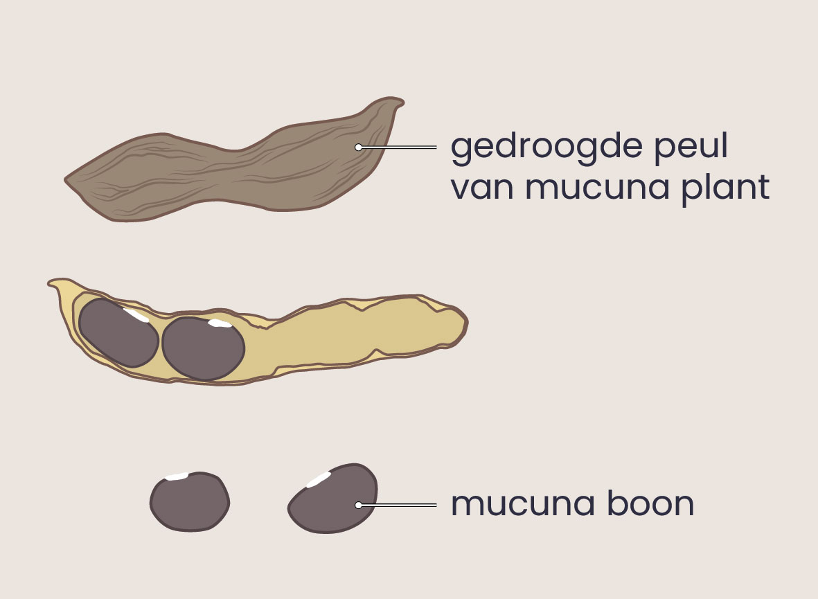 Mucuna pruriens boon