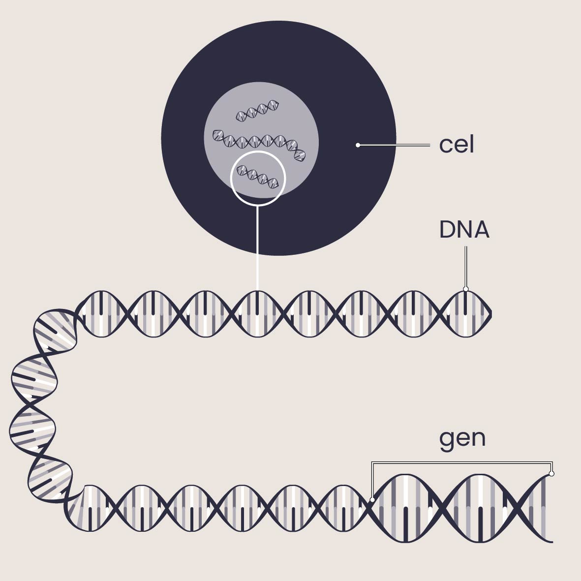 In cellen zit DNA. DNA bestaat uit genen.