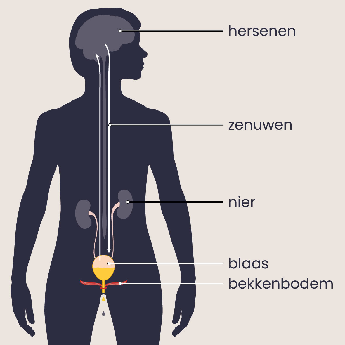Problemen met plassen bij de ziekte van Parkinson
