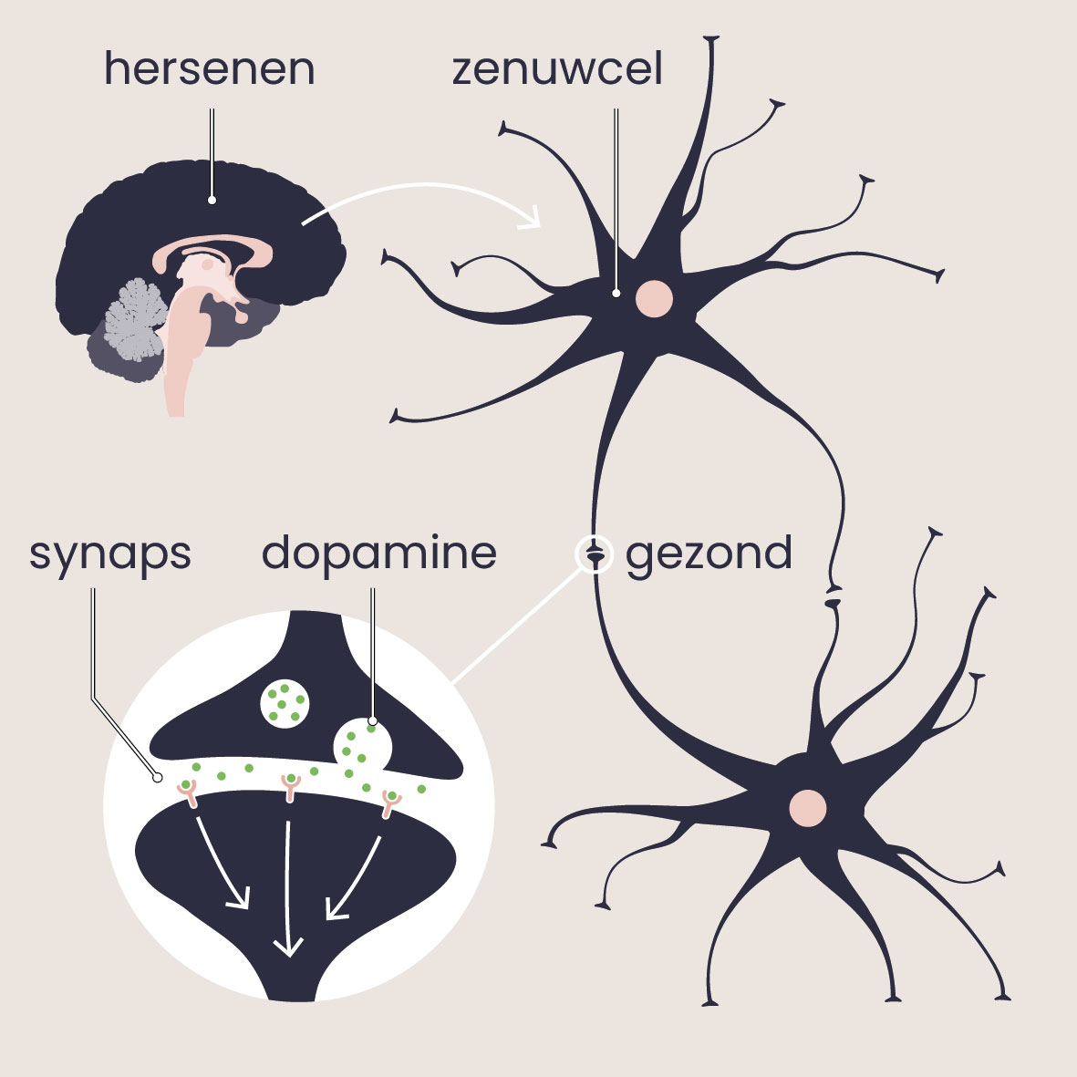 In de hersenen zitten zenuwcellen. Deze zenuwcellen sturen signalen naar elkaar door dopamine los te laten in de synaps.