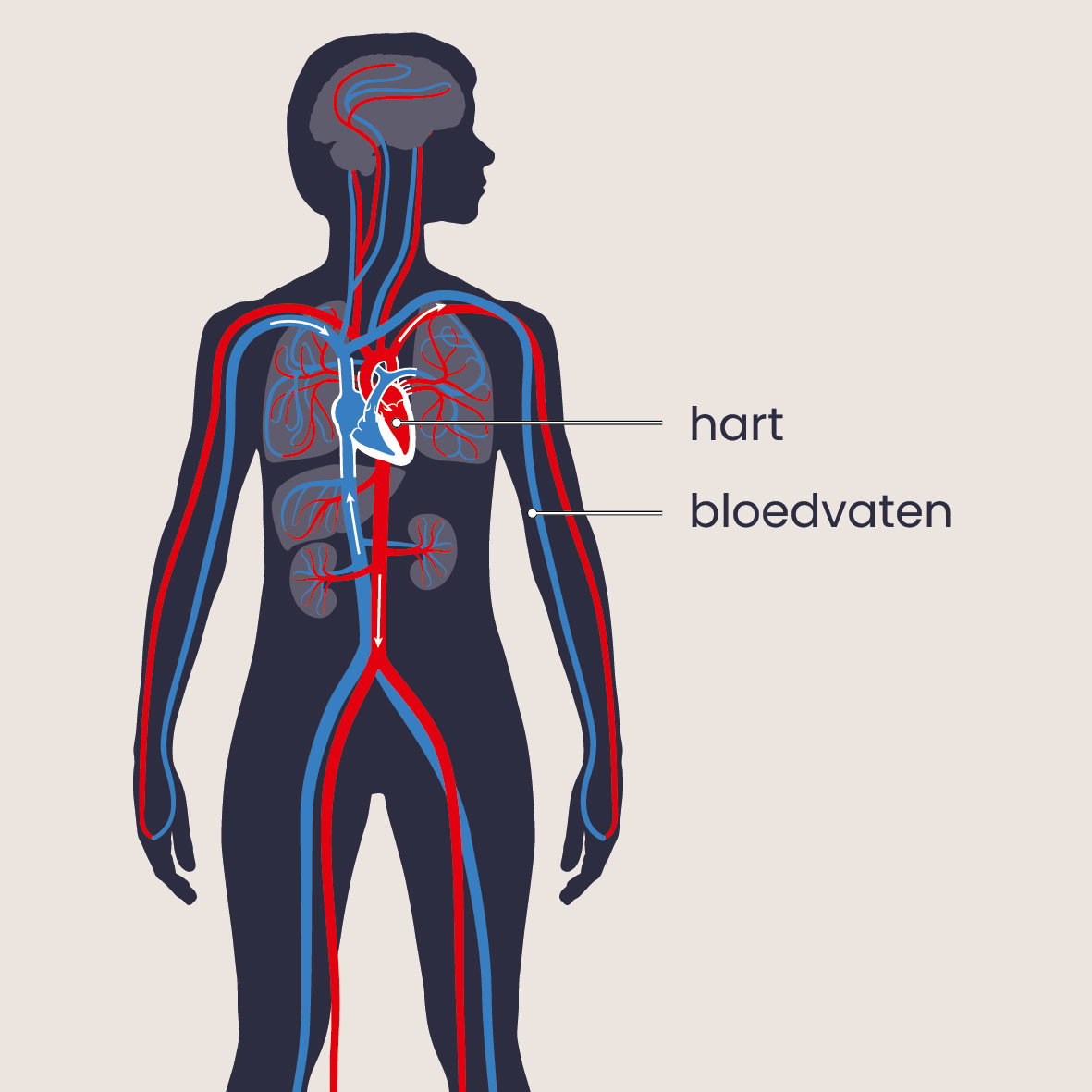 Hart en bloedvaten