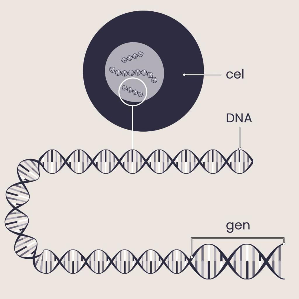 In cellen zit DNA. DNA bestaat uit genen.