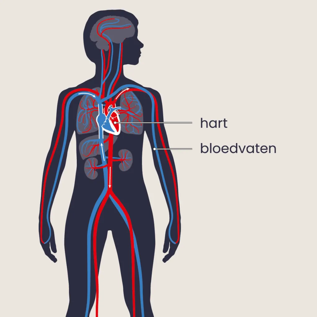 Hart en bloedvaten